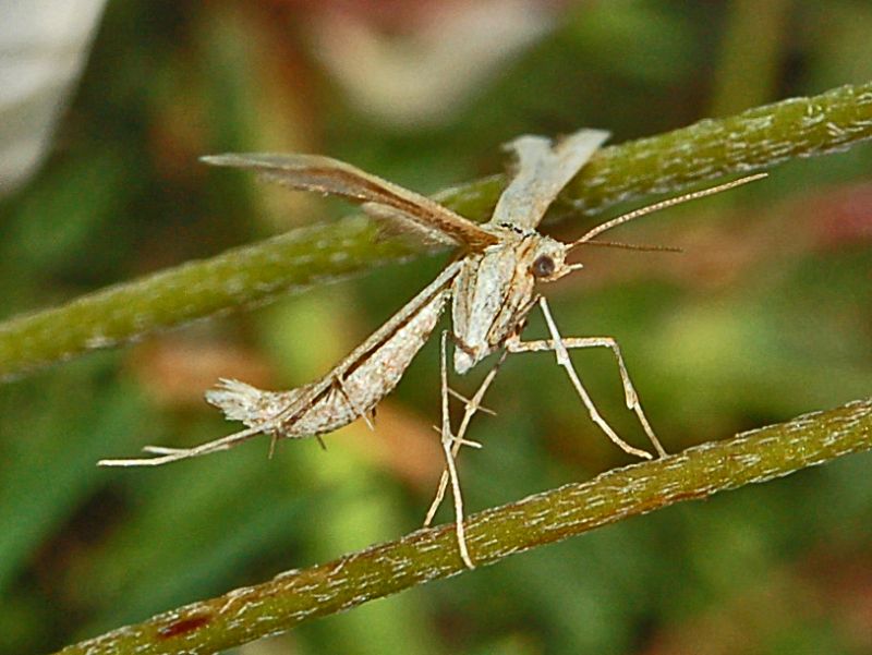 Pterophoridae ID